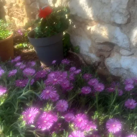 With Parking Space Susica, - 21618 * Ugljan